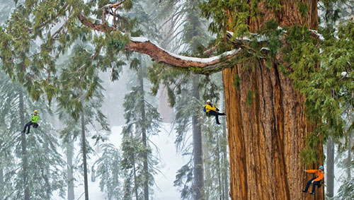 sequoia_A